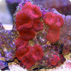 blastomussa wellsi