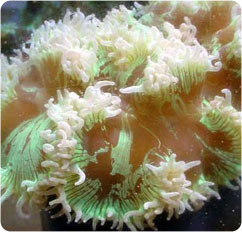 catalaphyllia jardinei
