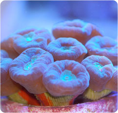 caulastrea curvata