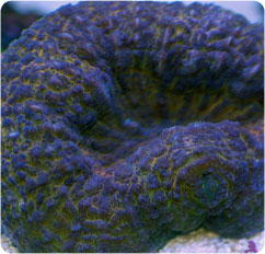 cynarina deshayesiana