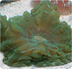cynarina lacrymalis