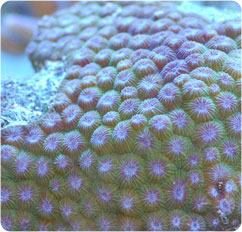 diploastrea heliopora