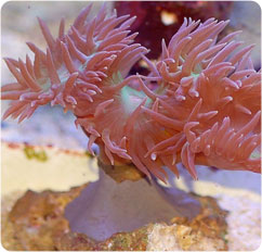 duncanopsammia axifuga