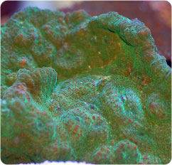 echinophyllia spp