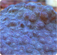echinophyllia spp