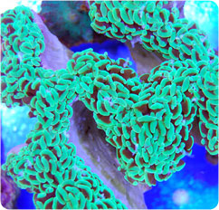 euphyllia ancora