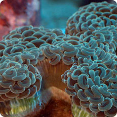 euphyllia ancora