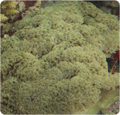 euphyllia ancora