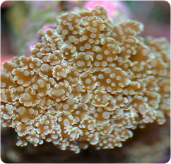 euphyllia cristata