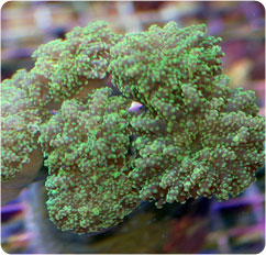 euphyllia cristata