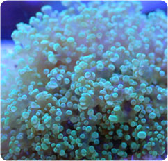 euphyllia divisa