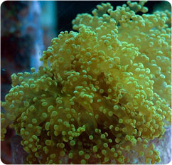 euphyllia divisa