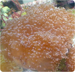euphyllia divisa