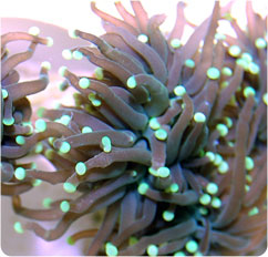 euphyllia glabresens