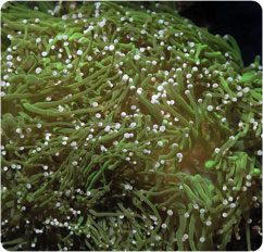 euphyllia glabresens