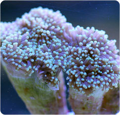 euphyllia glabresens