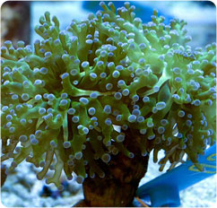 euphyllia paradivisa