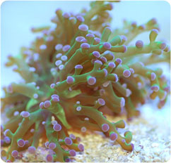euphyllia paradivisa