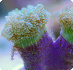 euphyllia paradivisa