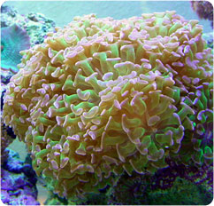 euphyllia parancora