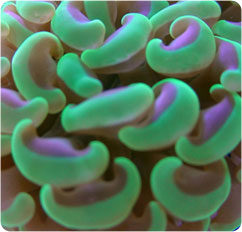 euphyllia parancora