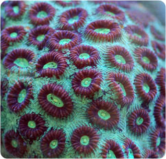 favia spp