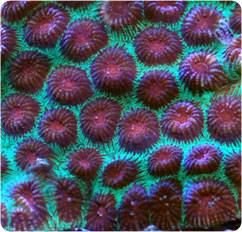 favia spp