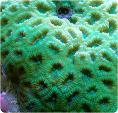 favites spp