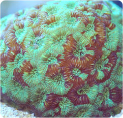 favites spp