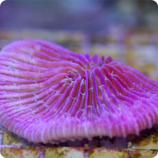 fungia spp