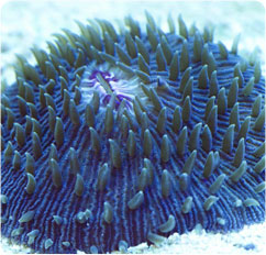fungia spp
