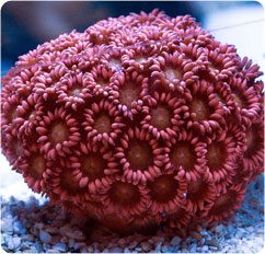 goniopora spp