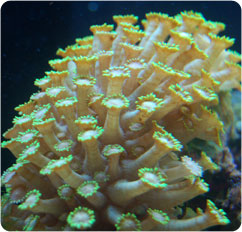 goniopora spp