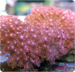 goniopora spp
