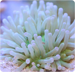 heliofungia actiniformis