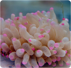 heliofungia actiniformis