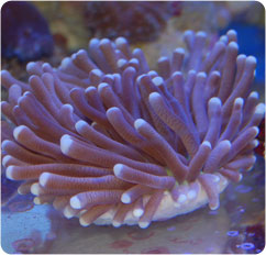 heliofungia spp