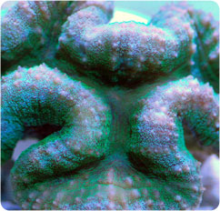 lobophyllia hemprichii