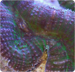 lobophyllia hemprichii