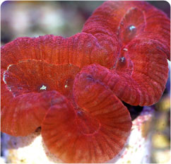 lobophyllia hemprichii