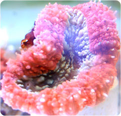 lobophyllia spp