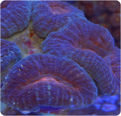 lobophyllia spp