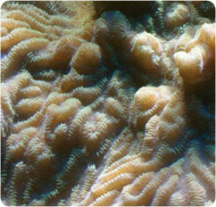 merulina amplicata