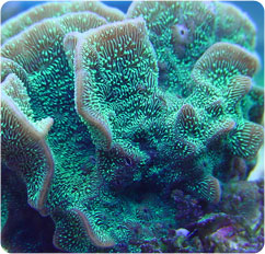 pavona decussata