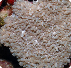 physogyra lichtensteini