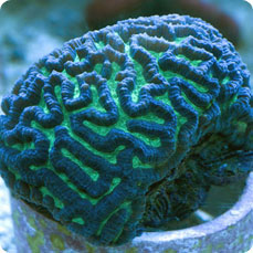 platygyra spp