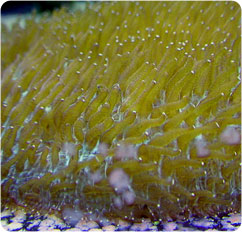 polyphyllia spp
