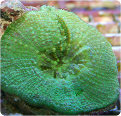 scolymia vitiensis