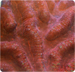 symphyllia spp