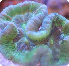 trachyphyllia geoffroyi